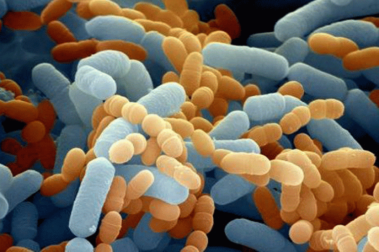 La colonización bacteriana se asocia con la sensibilidad y la alergia a los alimentos