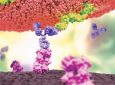 Estudio fase 1 de AMG 701 una molécula BiTE® (acoplador biespecífico de linfocitos T), de vida media extendida dirigida al antígeno de maduración de células B (BCMA) en mieloma múltiple (MM) recurrente/refractario (R/R)